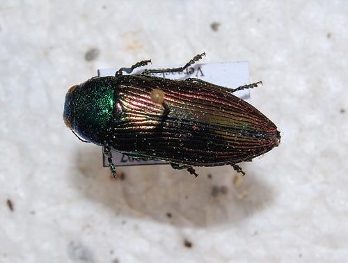 Eurythyrea austriaca