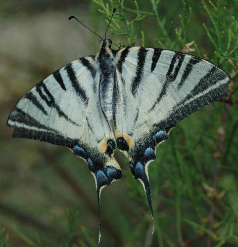 Réf. 25 612 : Iphiclides podalirius