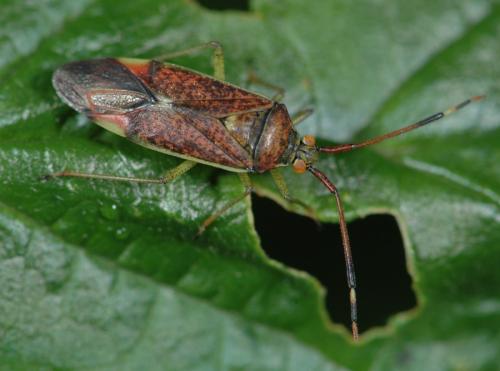 Pantilius tunicatus