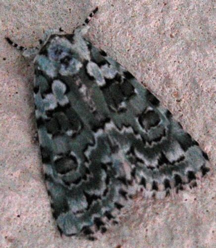 Nyctobrya muralis