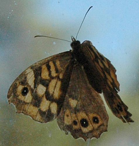 Pararge aegeria