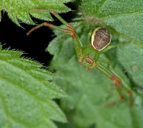 Réf. 25 185 : Diaea dorsata