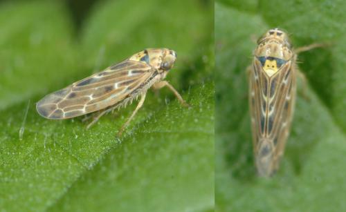 Réf. 25 181 : Lamprotettix nitidulus