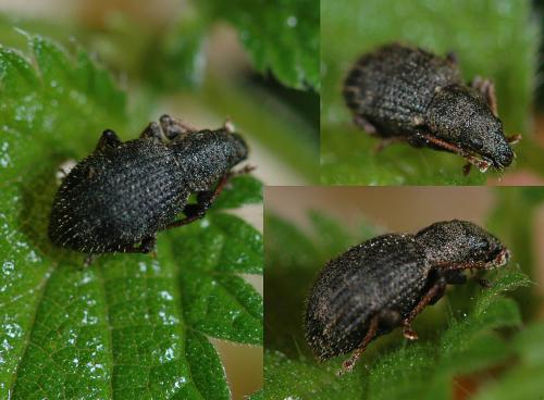 Réf. 25 186 : Sciaphilus sp.