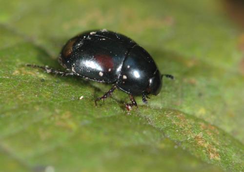 Réf. 25 179 : Sphaeridium sp.