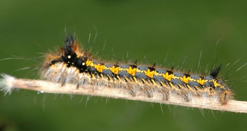 Réf. 25 227 : Euthrix potatoria