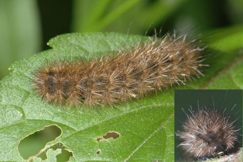 Phragmatobia fuliginosa