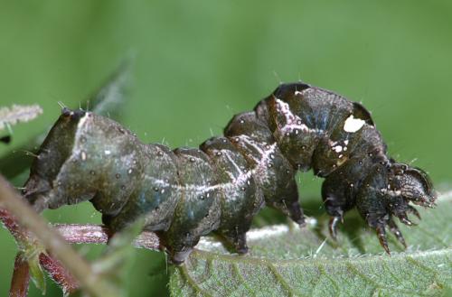 Abrostola triplasia