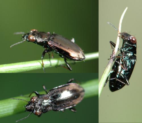 Réf. 25 305 : Notiophilus quadripunctatus