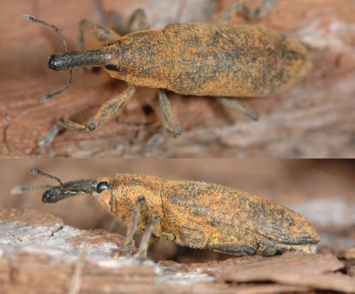 Lixus pulverulentus