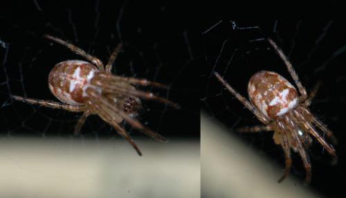 Réf. 25 336 : Metellina segmentata