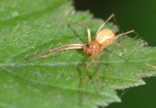 Linyphia hortensis