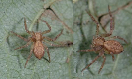 Philodromus sp.