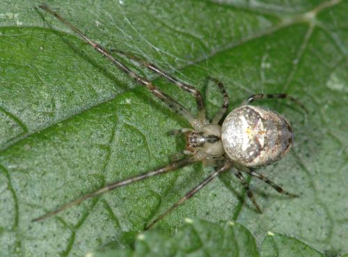 Réf. 25 339 : Metellina sp.