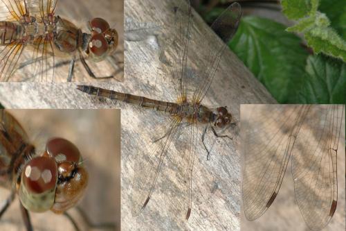 Réf. 25 457 : Sympetrum striolatum
