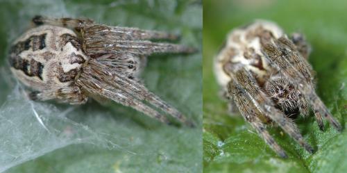 Larinioides cornutus