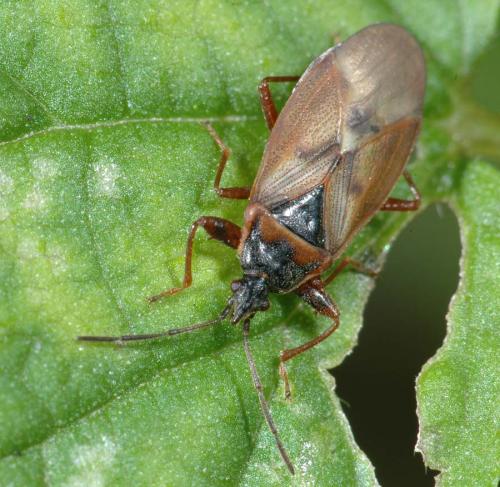 Réf. 25 650 : Gastrodes abietum