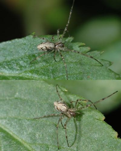 Tetragnatha obtusa