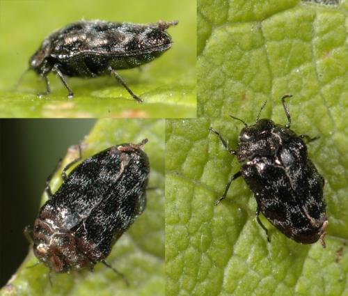 Réf. 25 694 : Trachys minutus