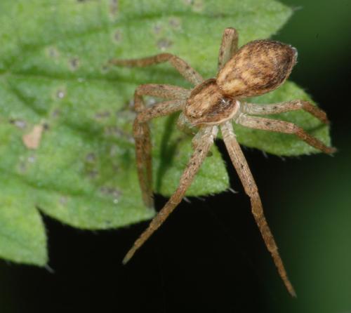 Philodromus sp.