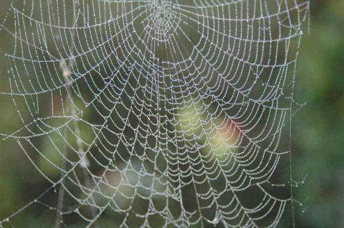 Araneus diadematus