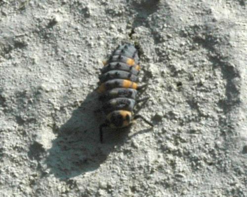 Coccinella septempunctata