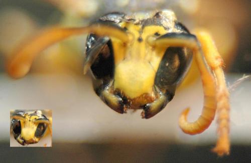 Polistes dominula