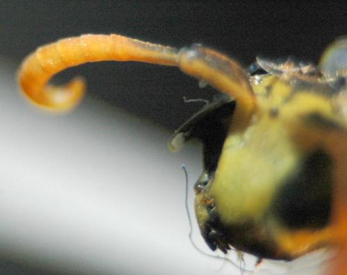 Polistes dominula
