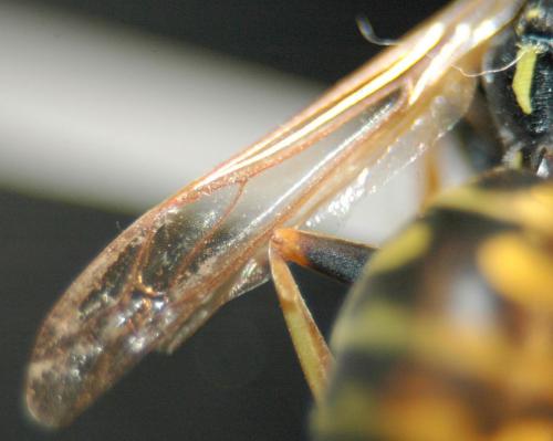 Polistes dominula