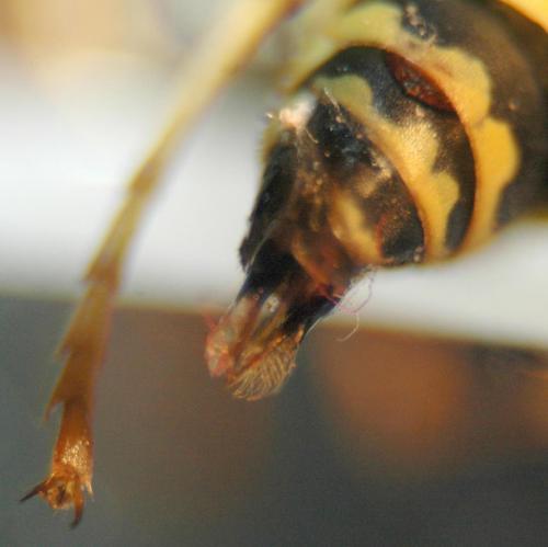 Polistes dominula