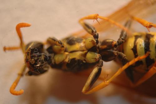 Polistes dominula