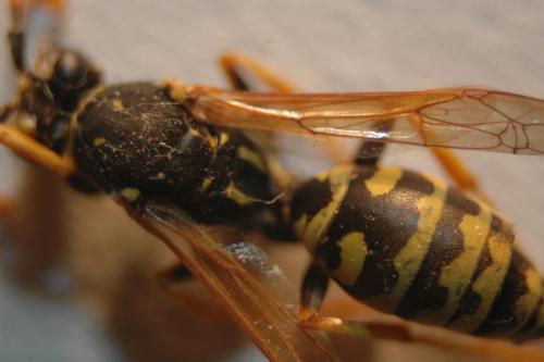 Polistes dominula