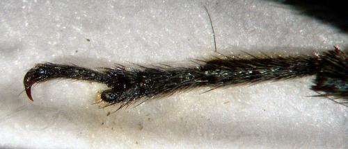 Agapanthia violacea
