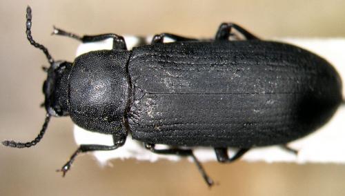 Cryphaeus cornutus