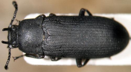 Cryphaeus cornutus
