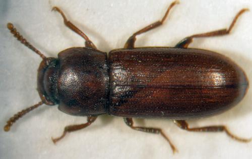Gnatocerus cornutus