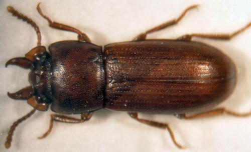 Réf. 25 422 : Gnatocerus cornutus