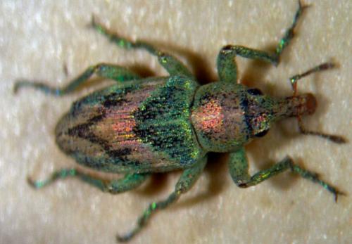 Coniatus suavis