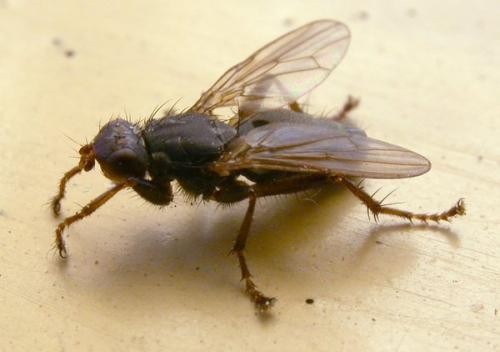 Orygma luctuosum