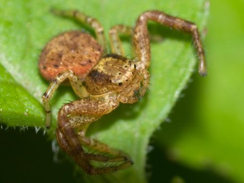 Xysticus sp.