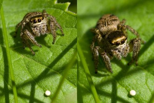 Evarcha arcuata
