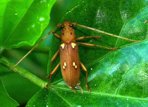 Eburia cubae