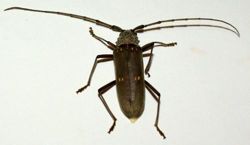 Eburia stigmatica