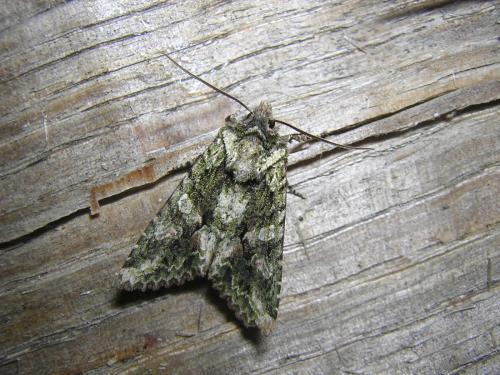 Dryobotodes eremita