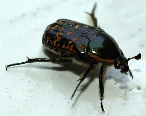 Euphoria leucographa