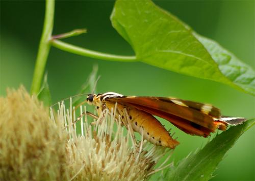 Euplagia quadripunctaria