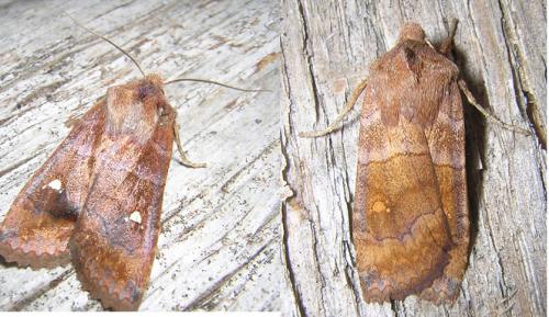 Réf. 25 778 : Eupsilia transversa