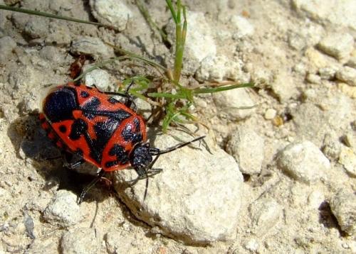 Eurydema ventralis