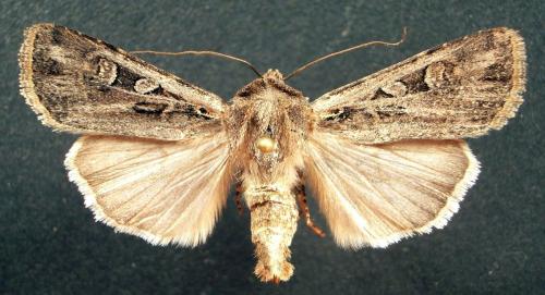 Euxoa sp.