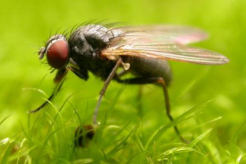 Réf. 25 548 : Fannia pallitibia